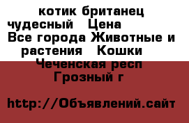 котик британец чудесный › Цена ­ 12 000 - Все города Животные и растения » Кошки   . Чеченская респ.,Грозный г.